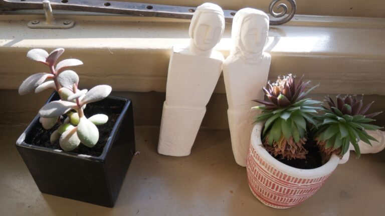 How Long Do Succulents Live