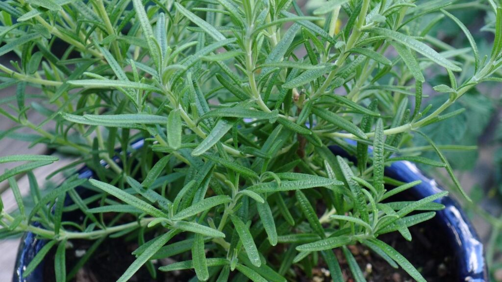 I have grown rosemary in pots in the shade before