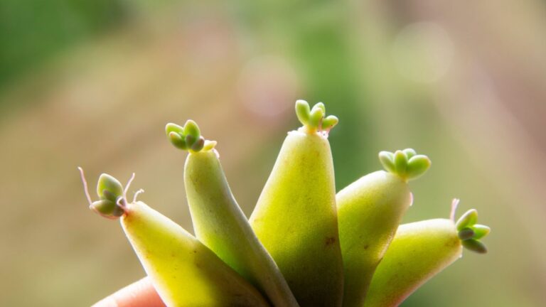 How Long Can Succulents Live Without Soil?