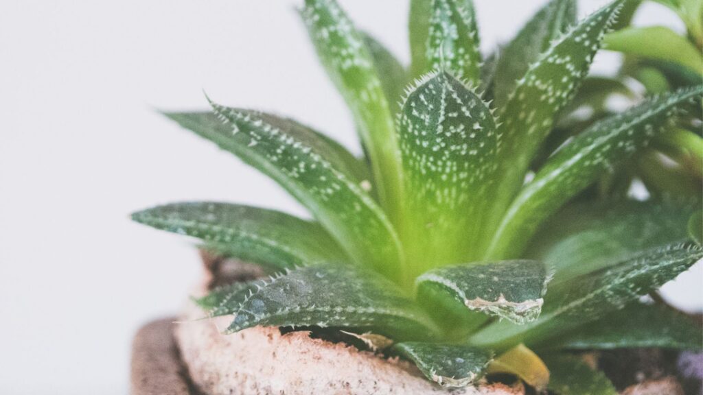 The aloe plant is a type of succulent plant