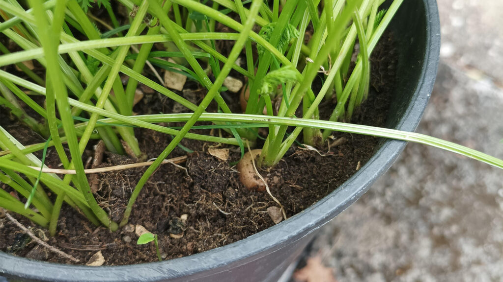 My dad has been growing carrots in pots for a couple of years, and they are much tastier this way!