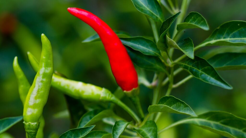 Chili plant is easy to grow in a pot