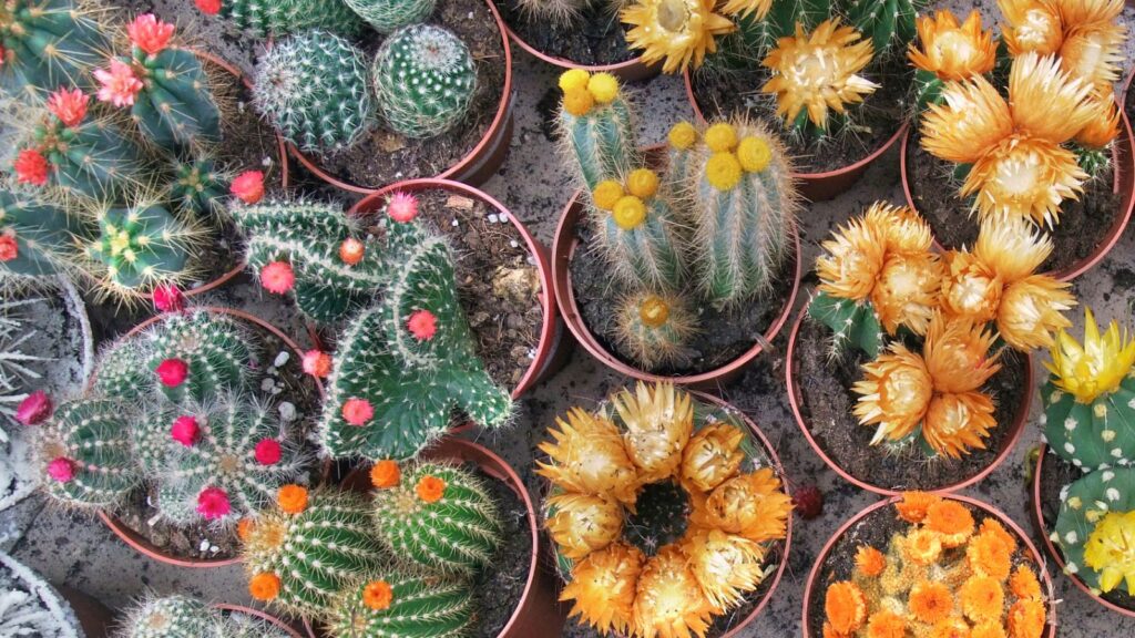 Flowering succulents and cactus plants make for colorful displays indoors and out