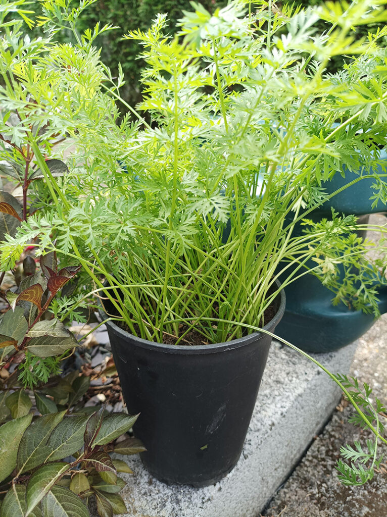 Some home grown carrots grown in containers back home