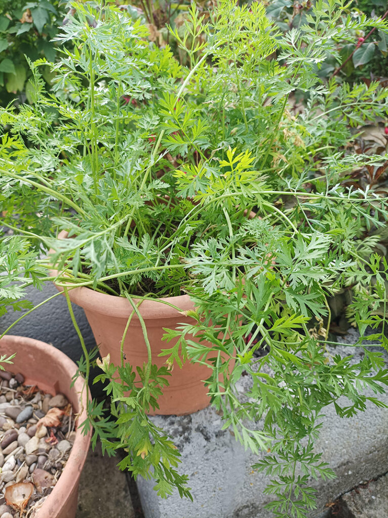 Another batch of home grown carrots growing in contain pots