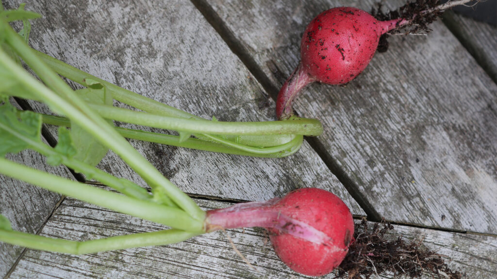 Radishes are a great cold hardy winter vegetable that can be gown in the cold winter months!
