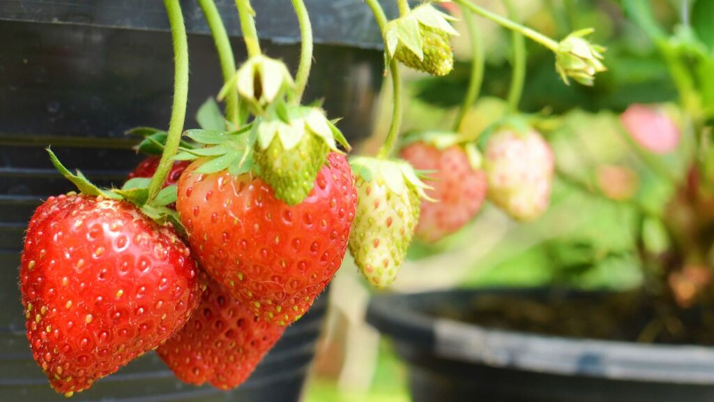 Should strawberries be grown in pots or in the ground?
