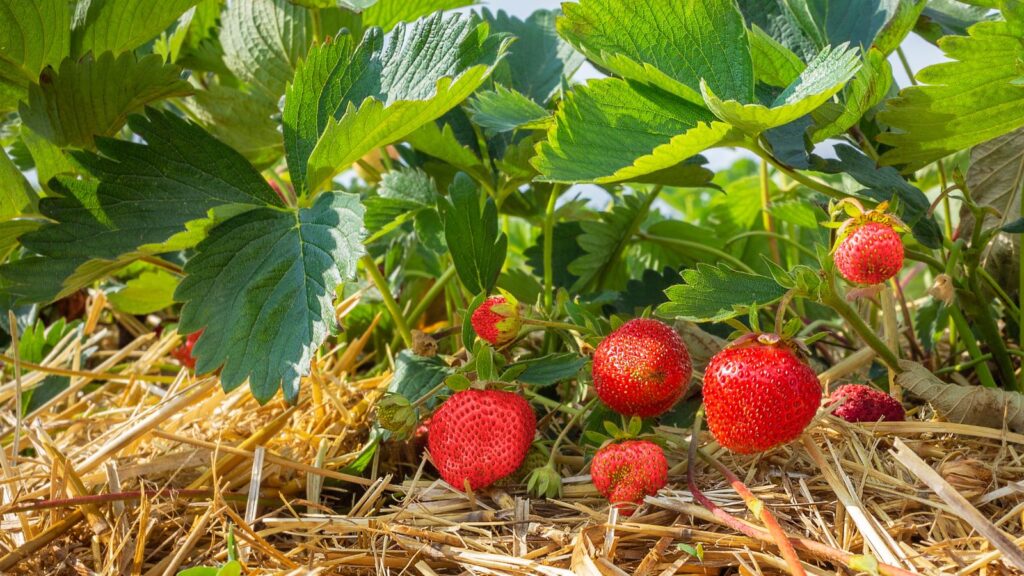 How to care for strawberries in the garden?