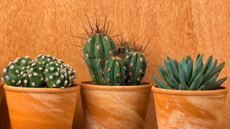 The Life Cycle of a Succulent: From Seed to Bloom