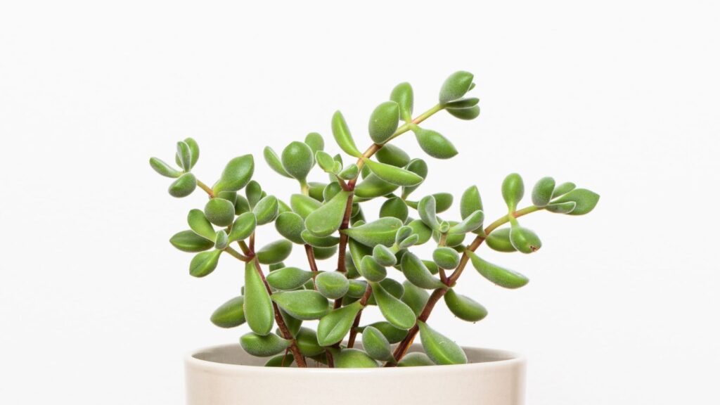 Learn about the life cycle of a succulent plant