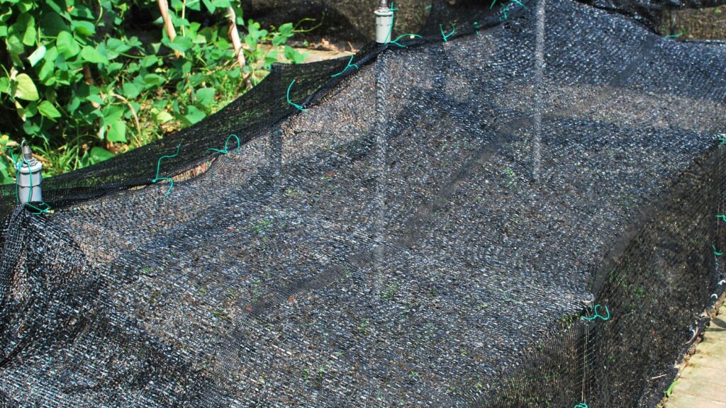 You can use netting to protect plants from pests like pigeons