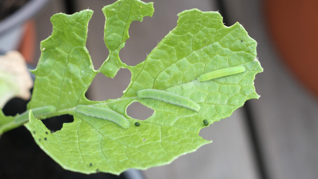 Plenty of evidence that cabbage white caterpillars love radish