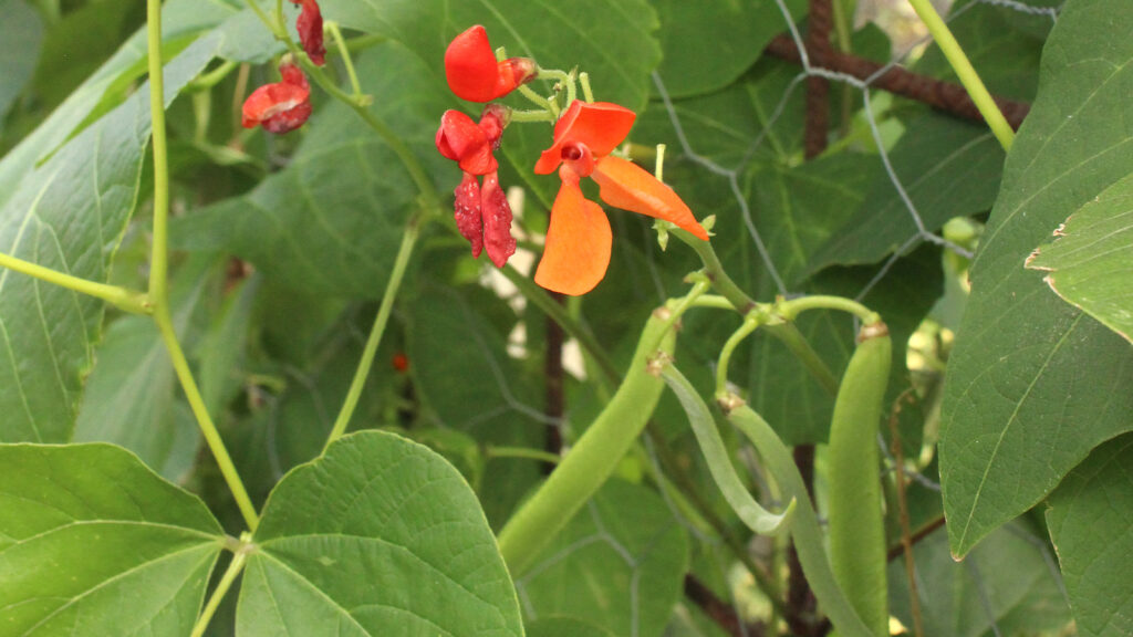 Runner beans are a nice bean variety to grow in pots if you have support for them