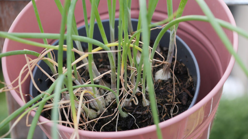 Spring onion are easy to grow in pots throughout the year