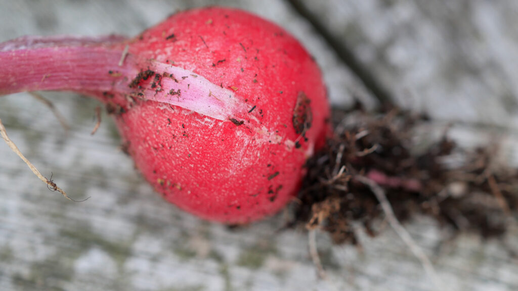 This tasty home grown radish was grown in a pot on my roof terrace