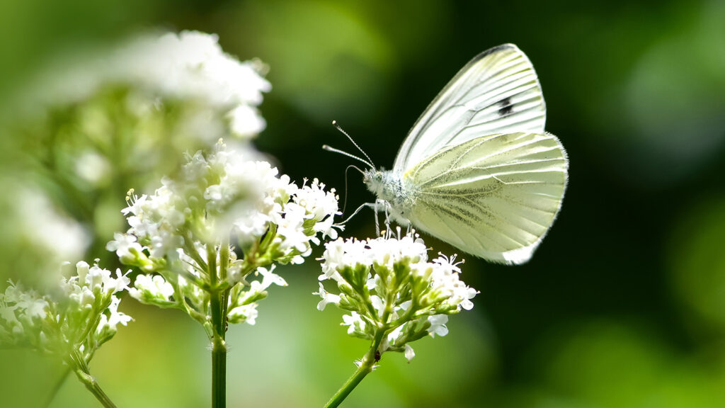 Beautiful cabbage white butterfly on a flower - prepping to lay their eggs perhaps?