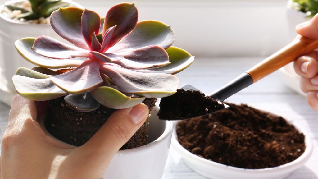 Replanting a succulent plant on a worktop