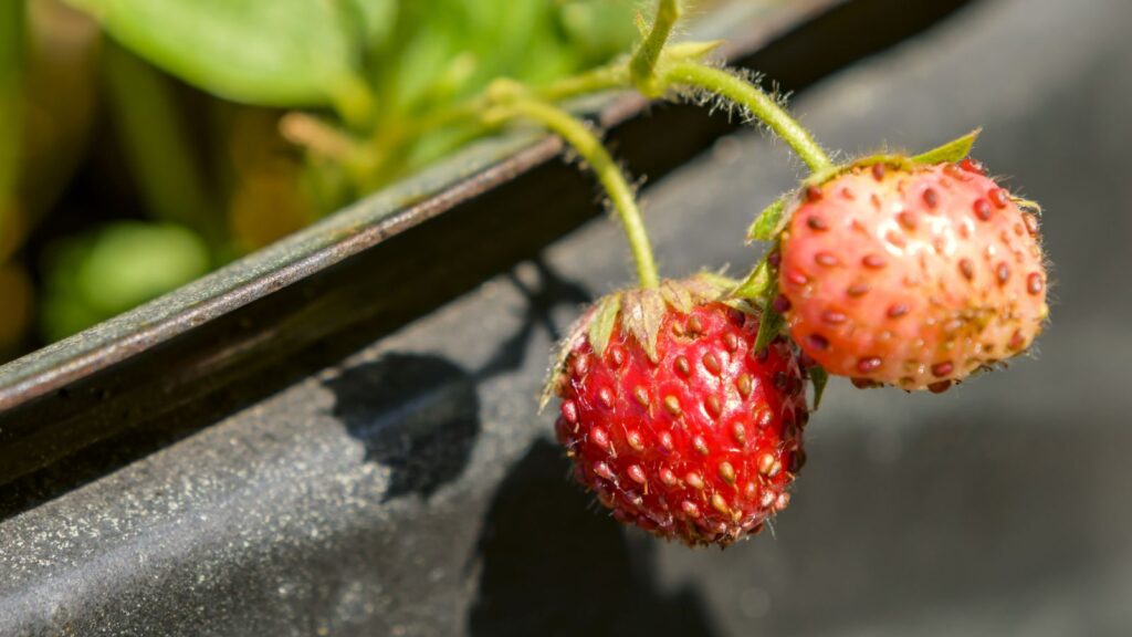 Wild or 'alpine' strawberries are small and sweet variety