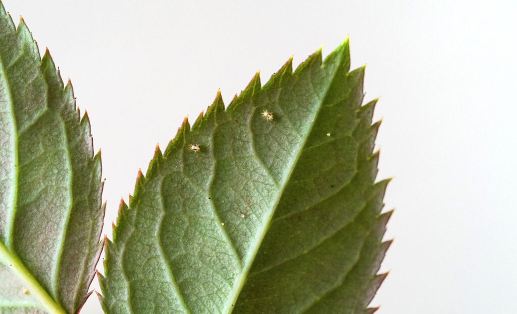 Do you want to know whether soil mites harmful to plants?
