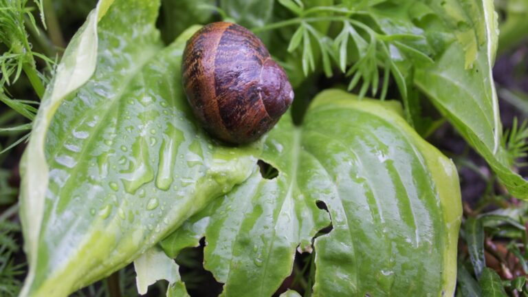 Are Snails Good For Plants?