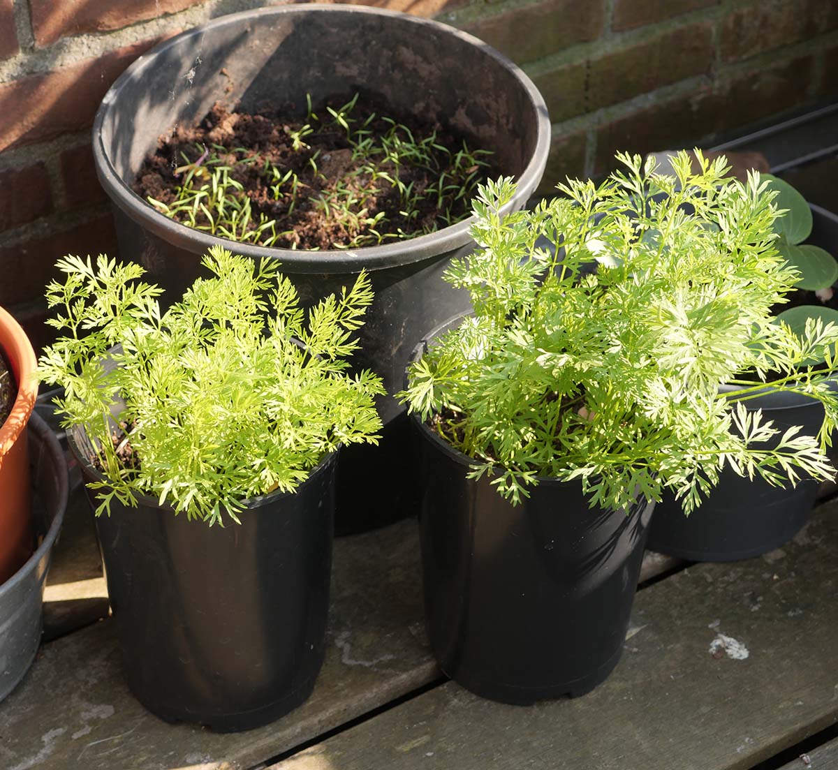 Home grown carrots in deep pots - can still be started in July!