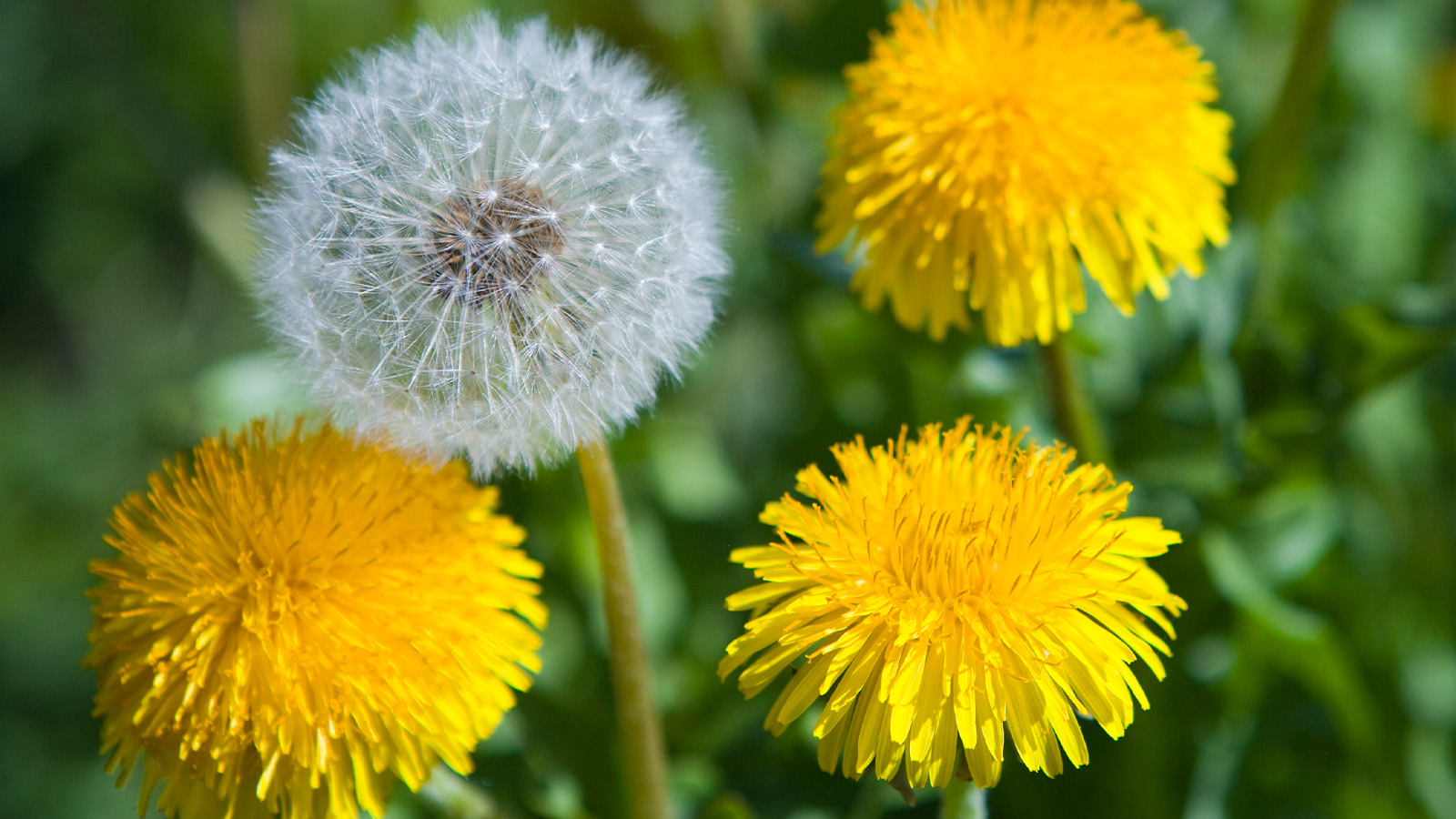 Are dandelions considered to be a weed or a flower?