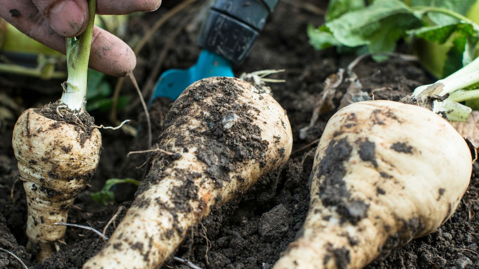 July is the best month to start growing parsnips in the garden
